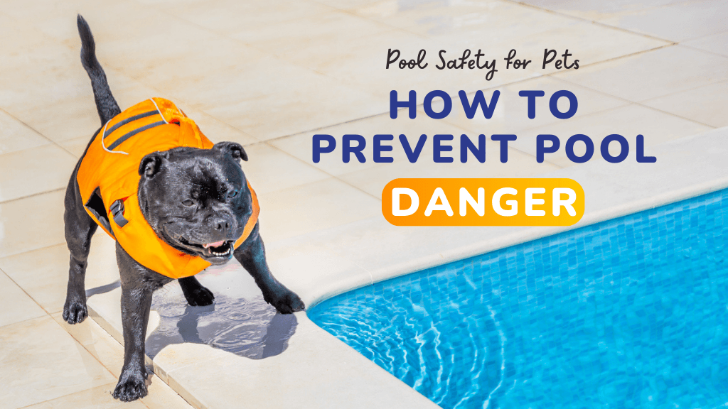 Summer Fun in the Pool: How to Keep Your Dog Safe Summer Fun in the Pool: How to Keep Your Dog Safe